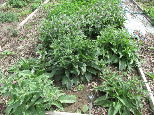 comfrey growing on the farm