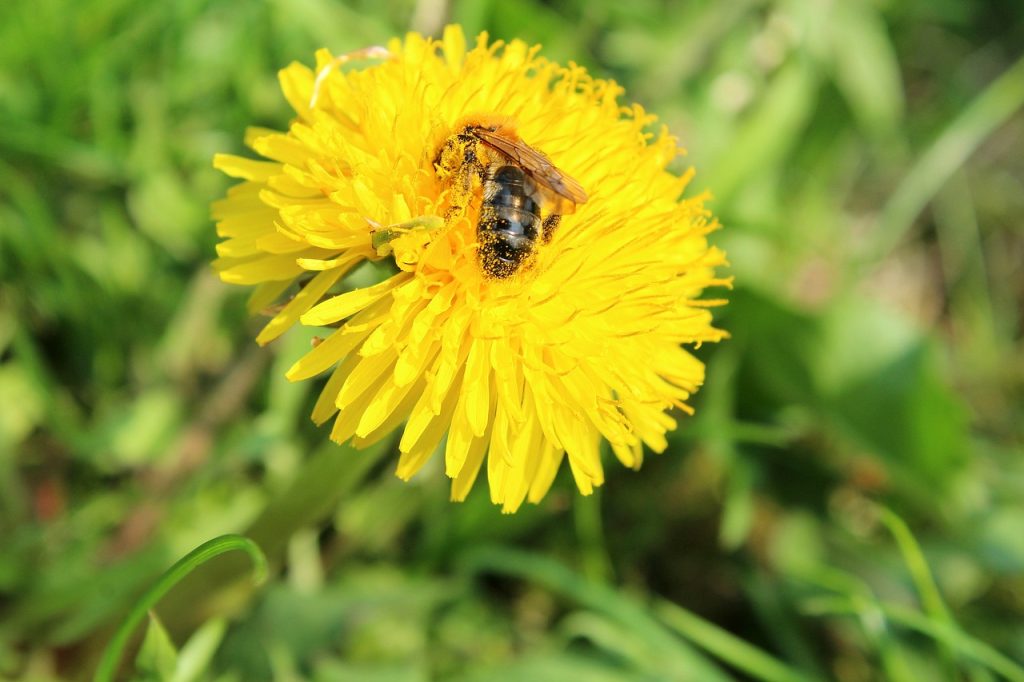 Dandelion flower is the honey bee's first spring food.