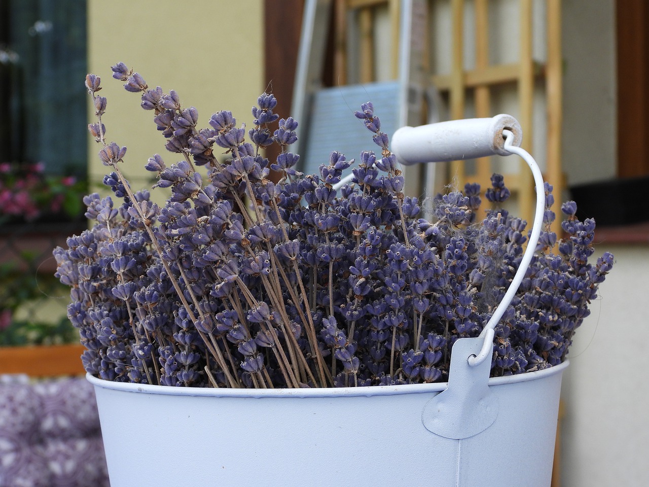 lavender spikes in a bucket